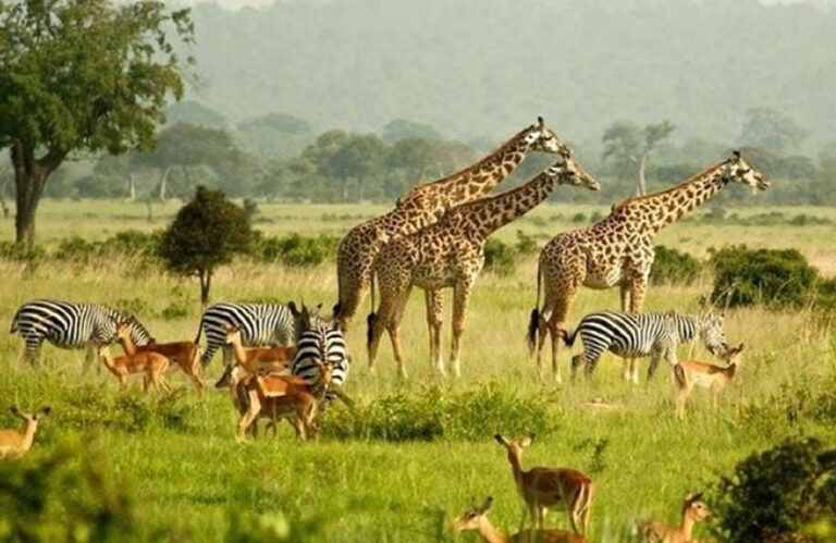 Read more about the article What Are The Types Of Uganda Safaris