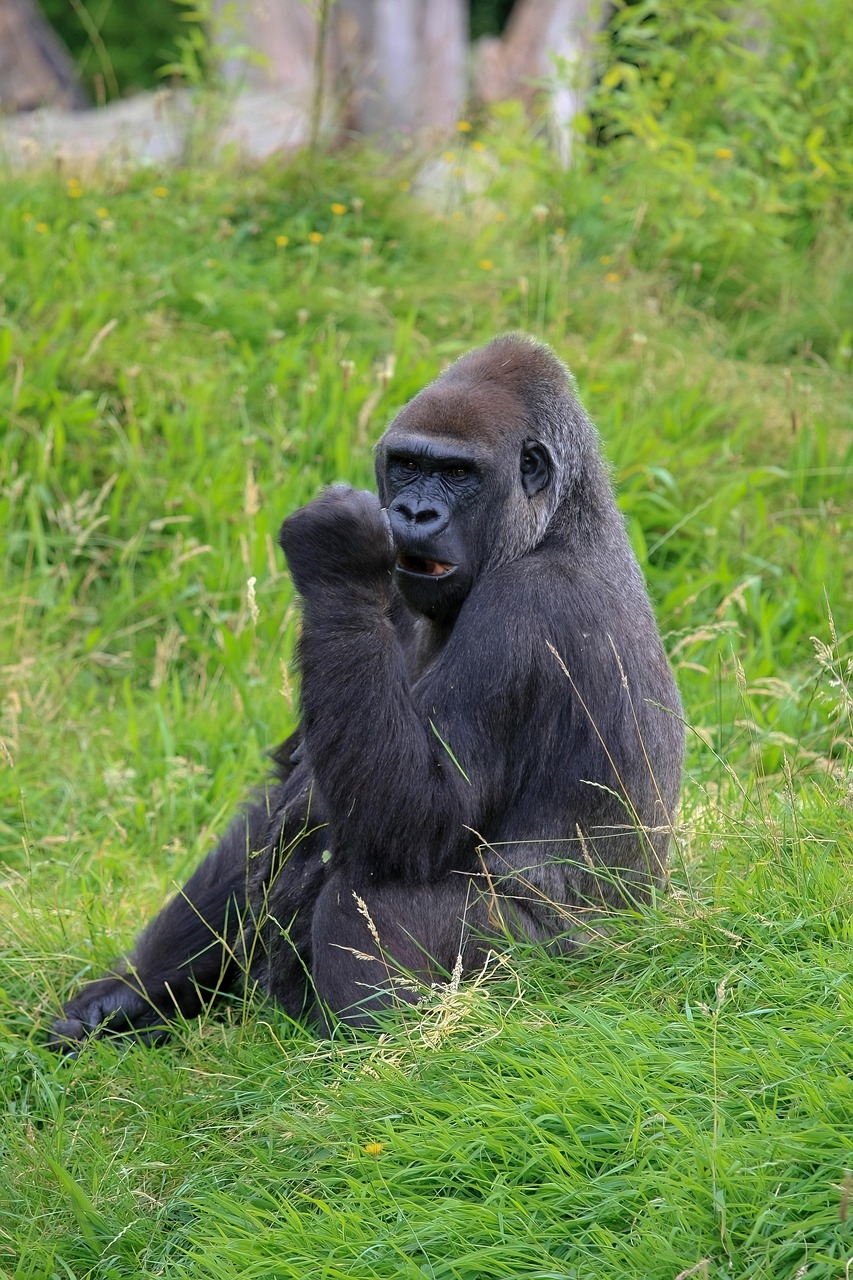 gorilla, ape, zoo, jersey, gorilla, gorilla, gorilla, gorilla, gorilla